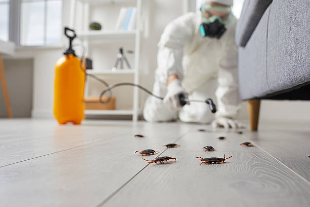 Affordable Termite Control solutions in Fulton, NY